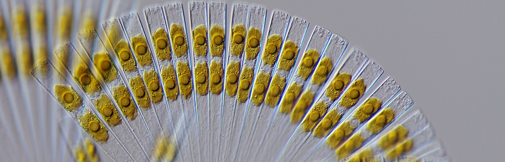 marine diatome